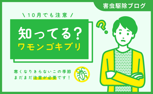 2024.10.07 知ってる？ワモンゴキブリ